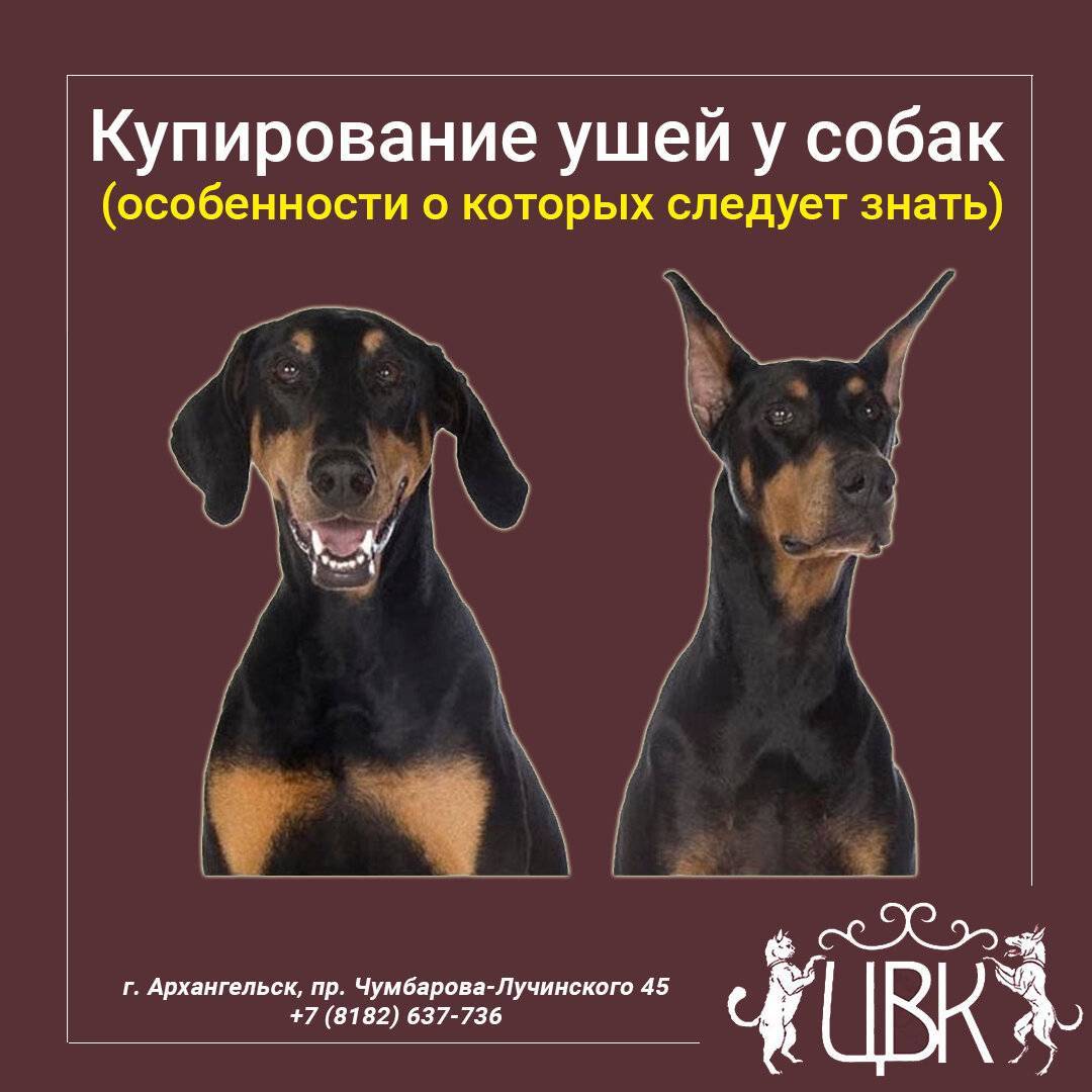 Резать нельзя оставить: нужно ли купировать уши и хвост собаке