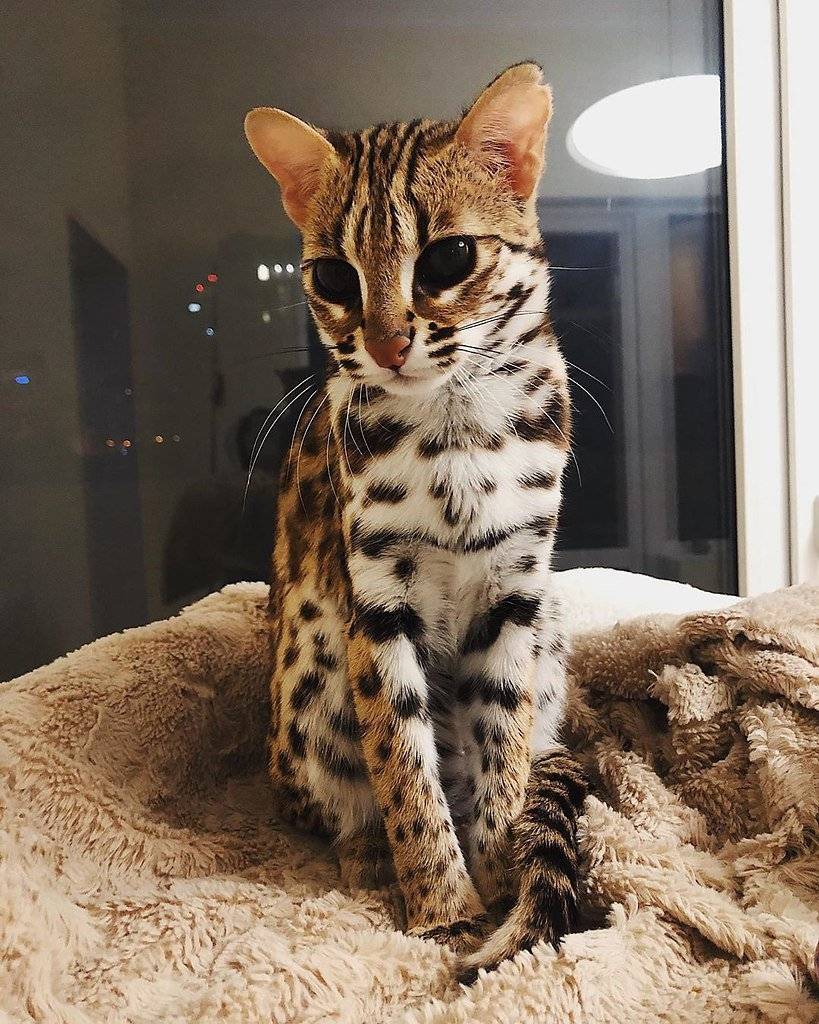 Кошка похожая на леопарда — бенгальская порода
