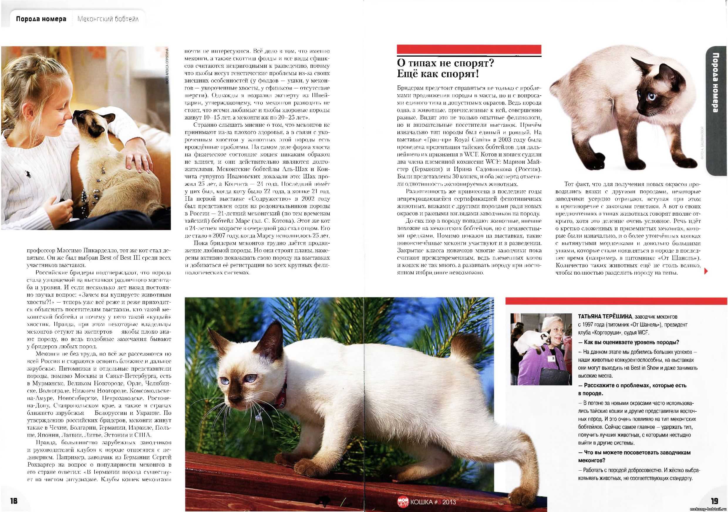 Меконгский бобтейл - описание породы: фото кошек, стандарты, окрасы, характер