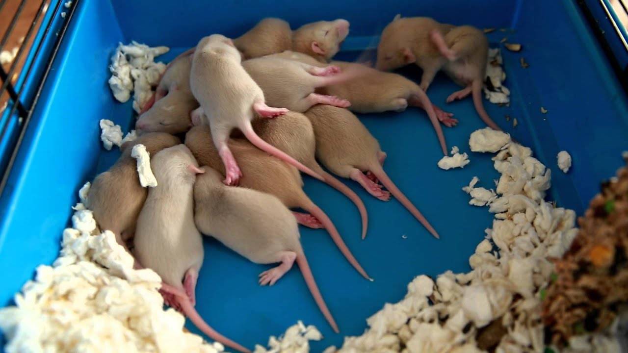Все о серых крысах: как выглядят, чем питаются, размножение, признаки заражения помещения, опасность.