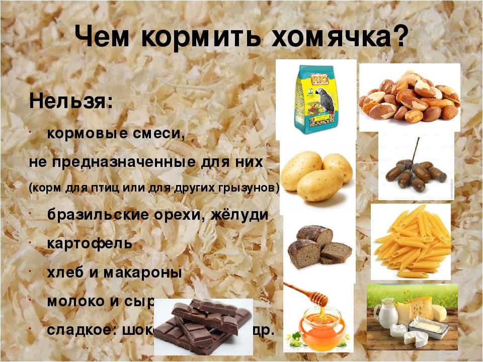 Что едят хомяки: рекомендуемые и запрещенные продукты для вашего любимца