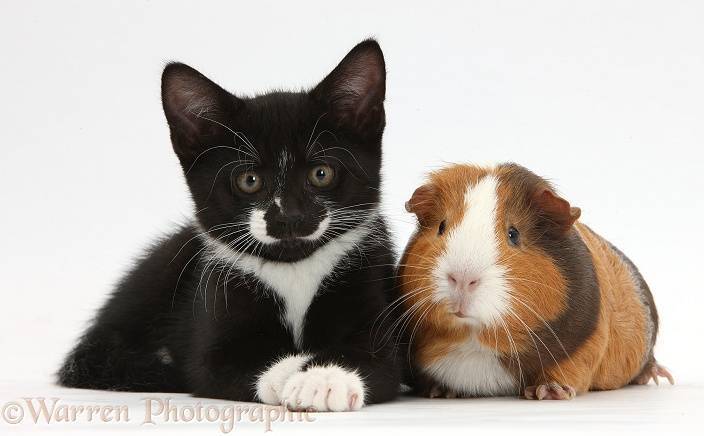 Морская свинка и кошка в одном доме. уживаются ли морские свинки с кошками