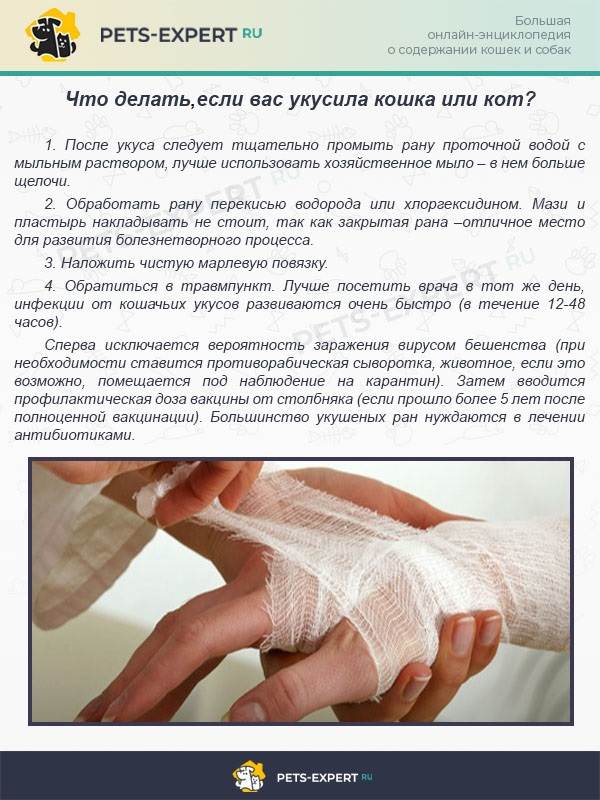 Укусил кот, опухла рука, покраснела - что делать, если это домашний или уличный кот, надо ли к врачу