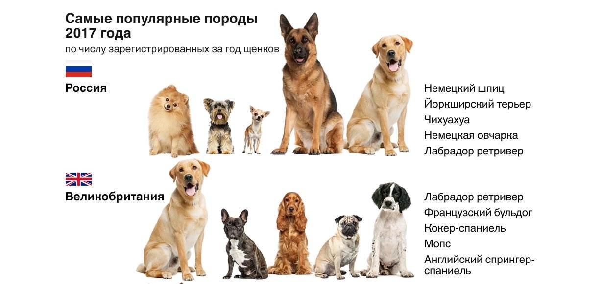 Рейтинг умных пород. Популярные породы собак в России. Самые распространенные породы собак. Популярность пород собак. Самые популярные породы собак список.
