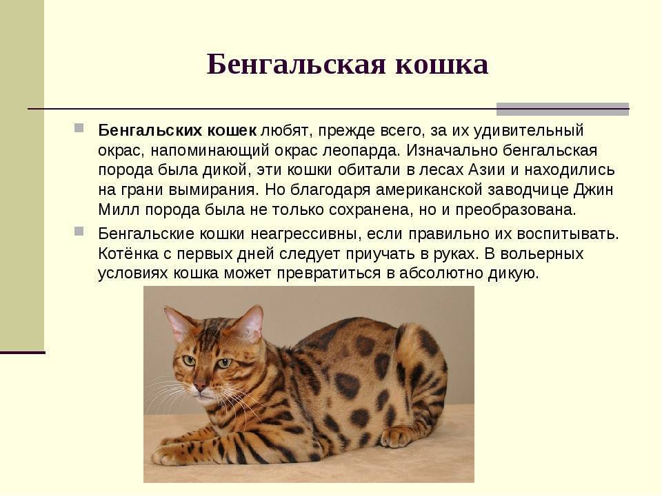 Порода тойгер: описание и особенности характера кошек