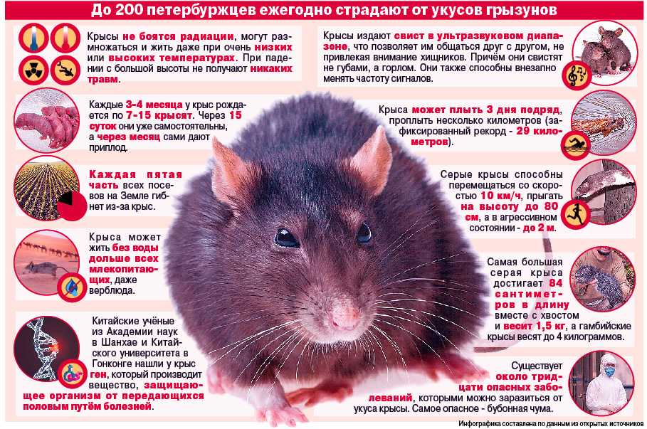 Чем болеют домашние крысы: симптомы и лечение распространенных и редких заболеваний