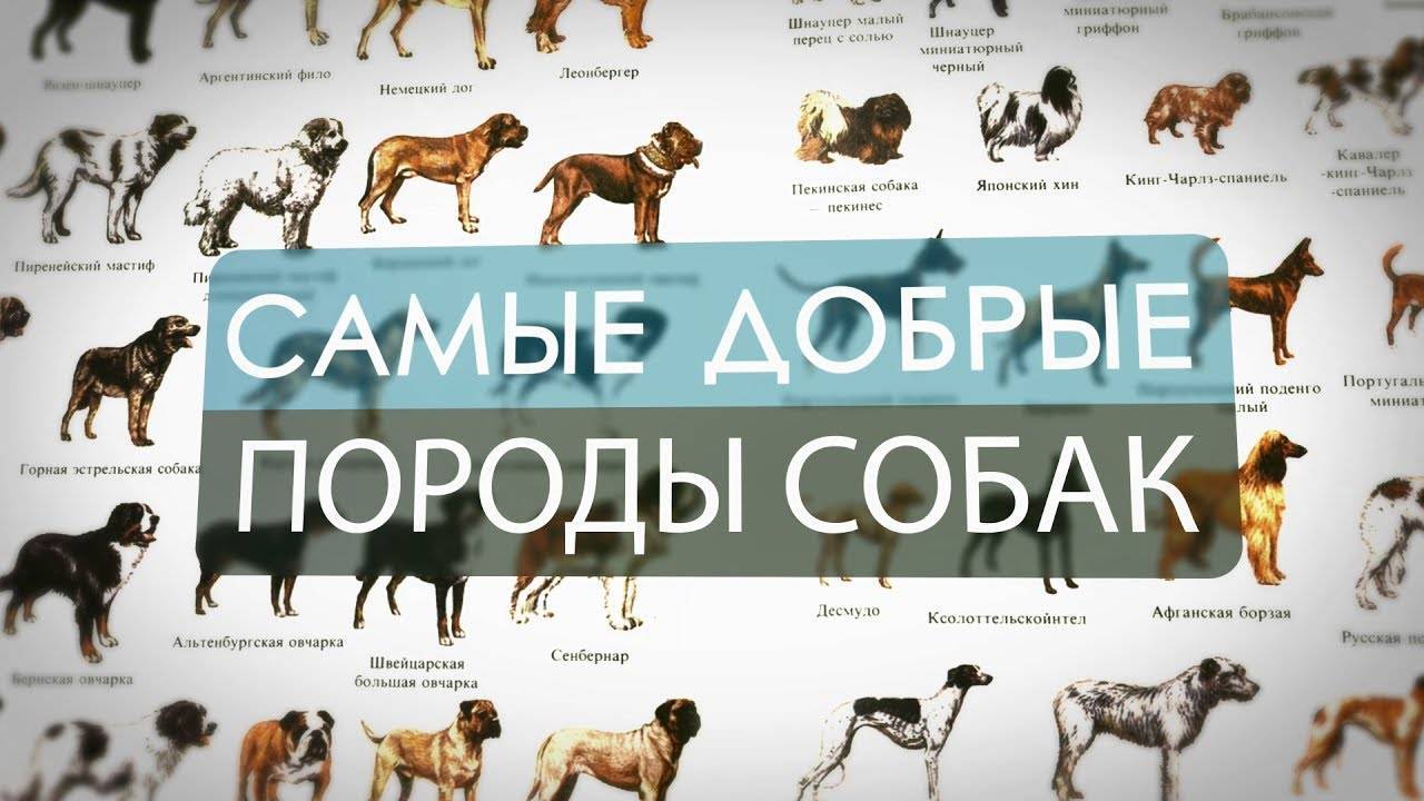 Топ-10 самые умные собаки в мире