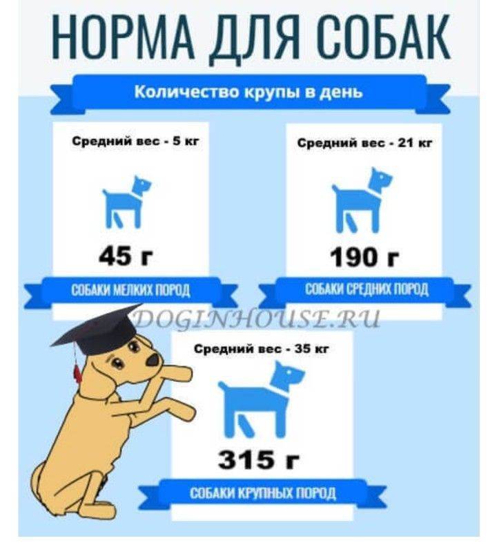 Какие крупы можно давать собакам крупных и мелких пород, какие полезны и можно варить