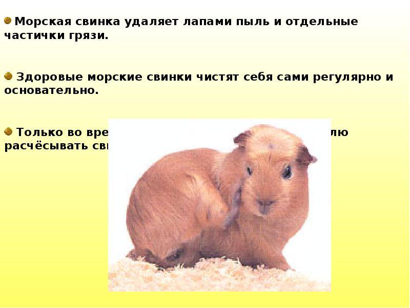 Размножение морских свинок: особенности процесса