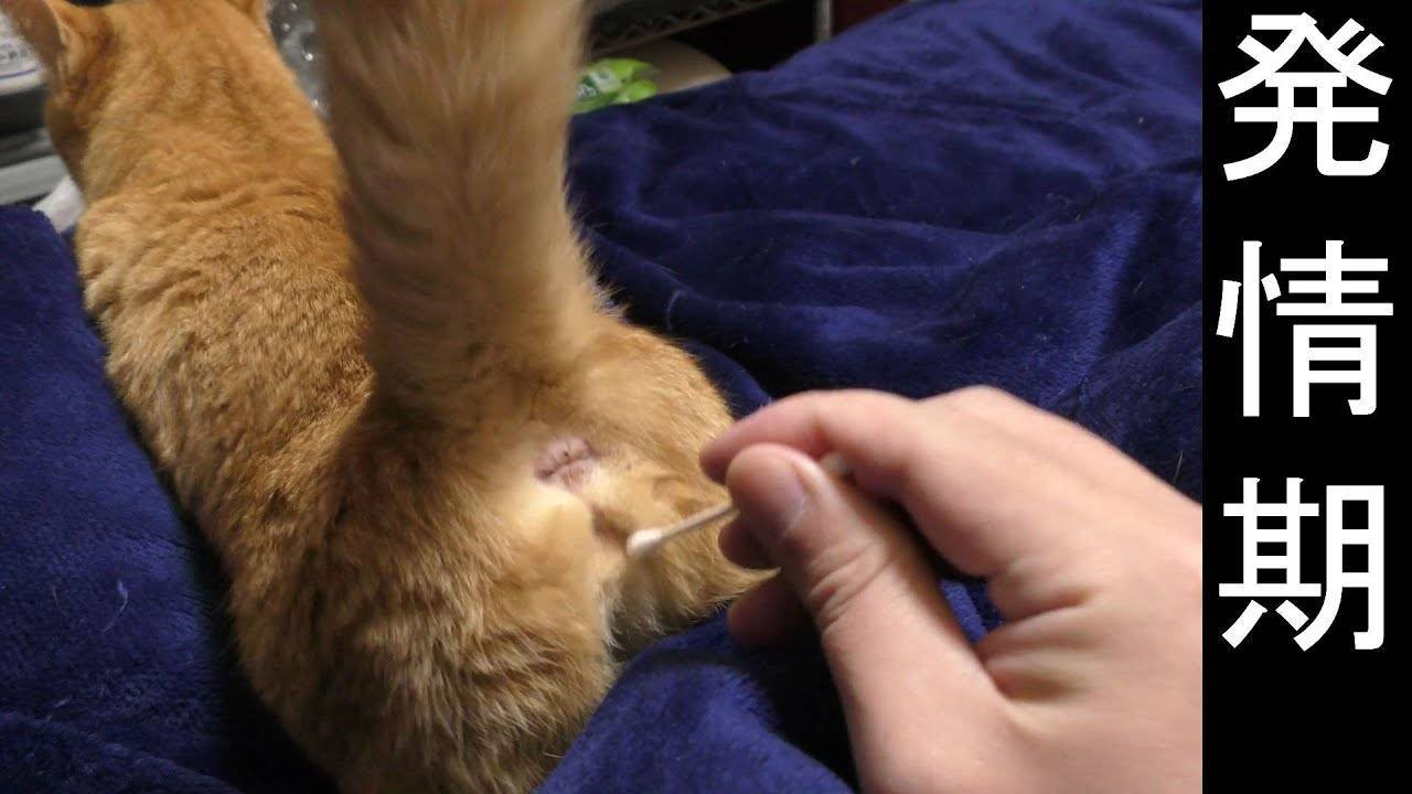 Можно ли стерилизовать кошку во время течки или нет - советы ветеринаров