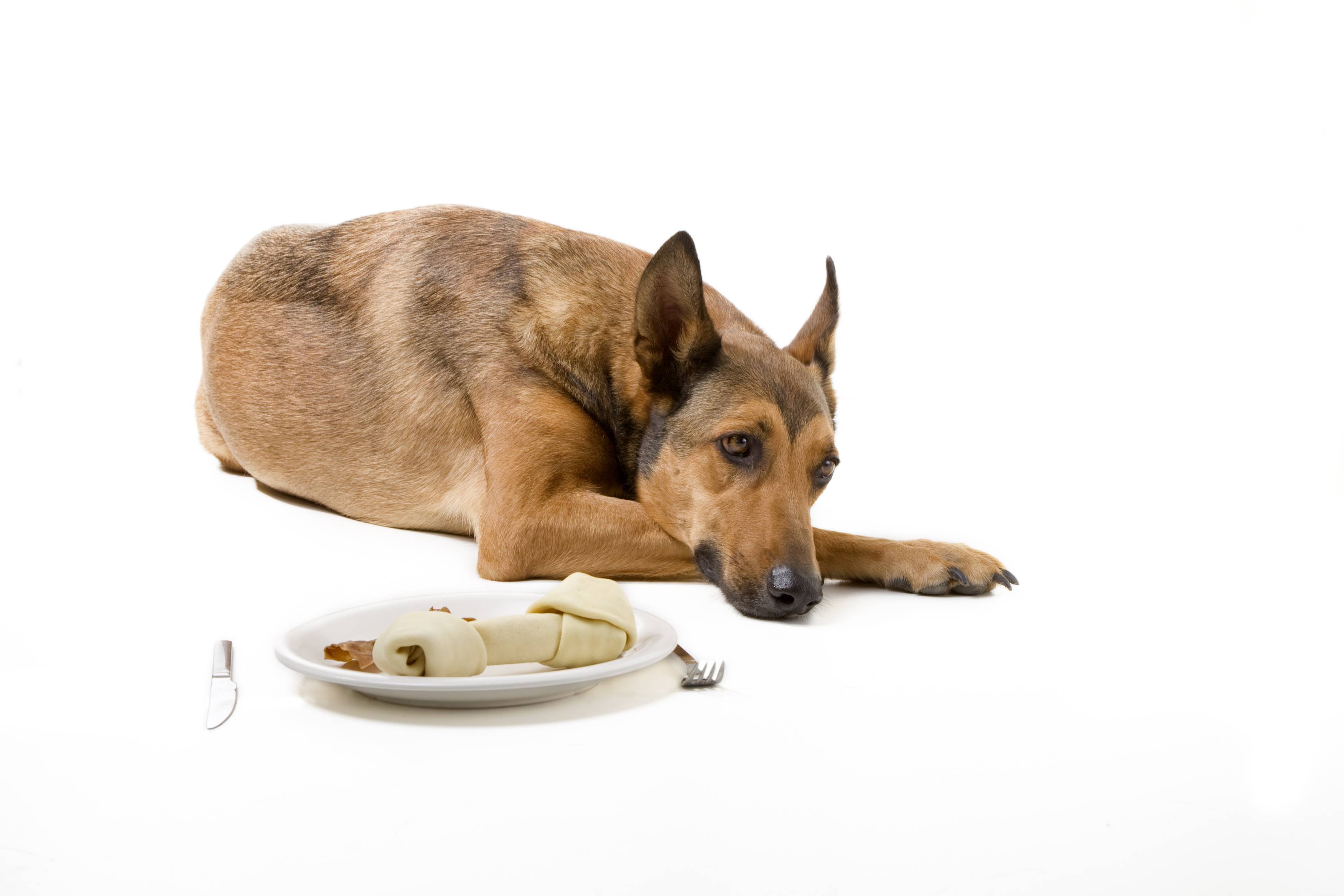 Собака плохо ест, вялая: что делать, причины отказа от еды - zoosecrets