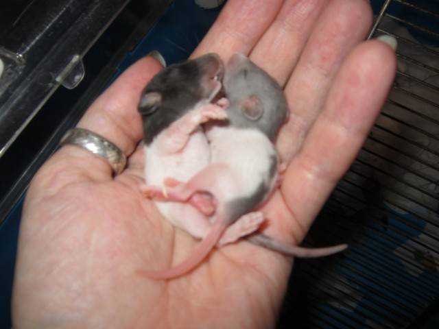Крыса рожает крысят: что делать во время и после родов