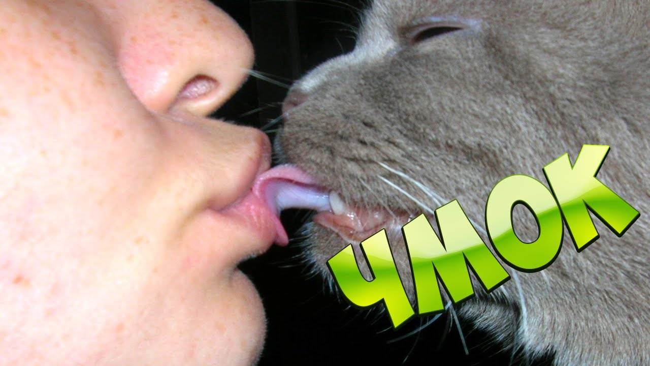Что будет если целовать кошку: почему это запрещено и как это воспринимают коты