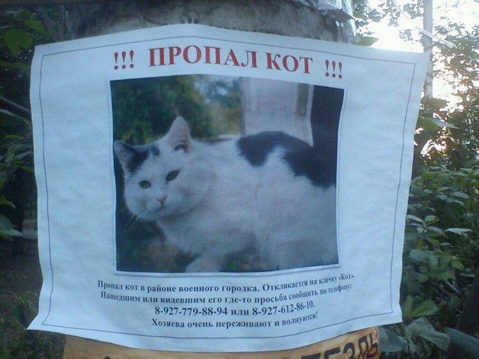 Потерялась кошка, что делать и как найти самостоятельно или с помощью объявления