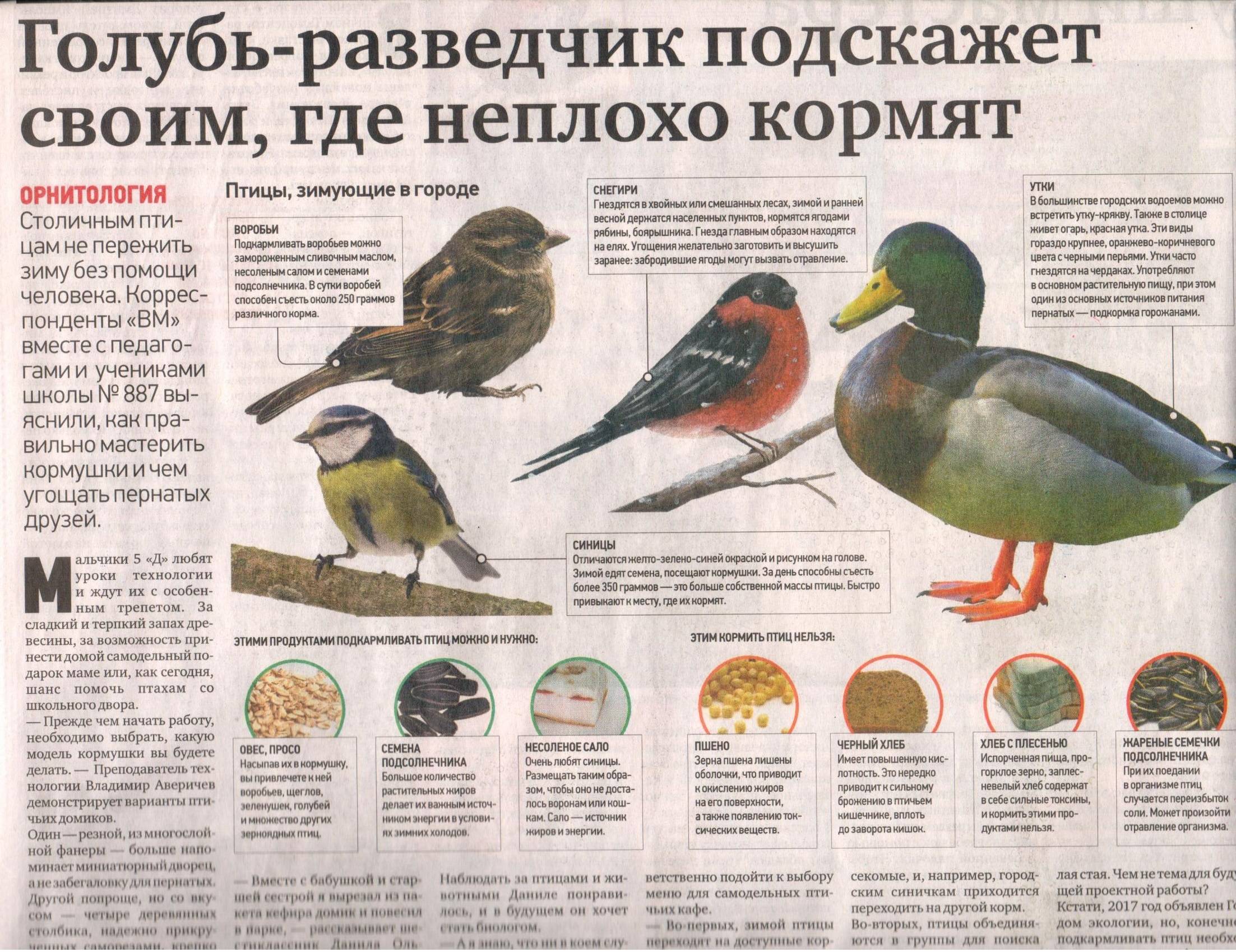 Правила содержания совы в домашних условиях