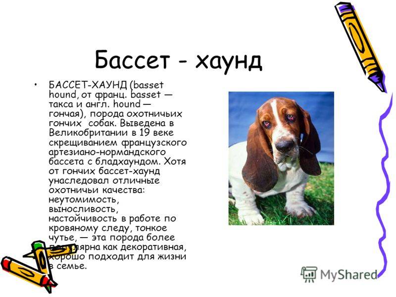 Бассет-хаунд (фото): удачливый охотник и настоящий юморист
