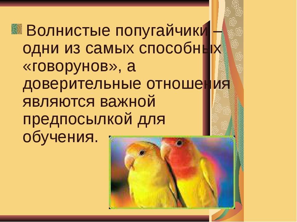 Как научить волнистого попугая говорить быстро, правильно и чётко: 10 условий для успешного обучения птицы