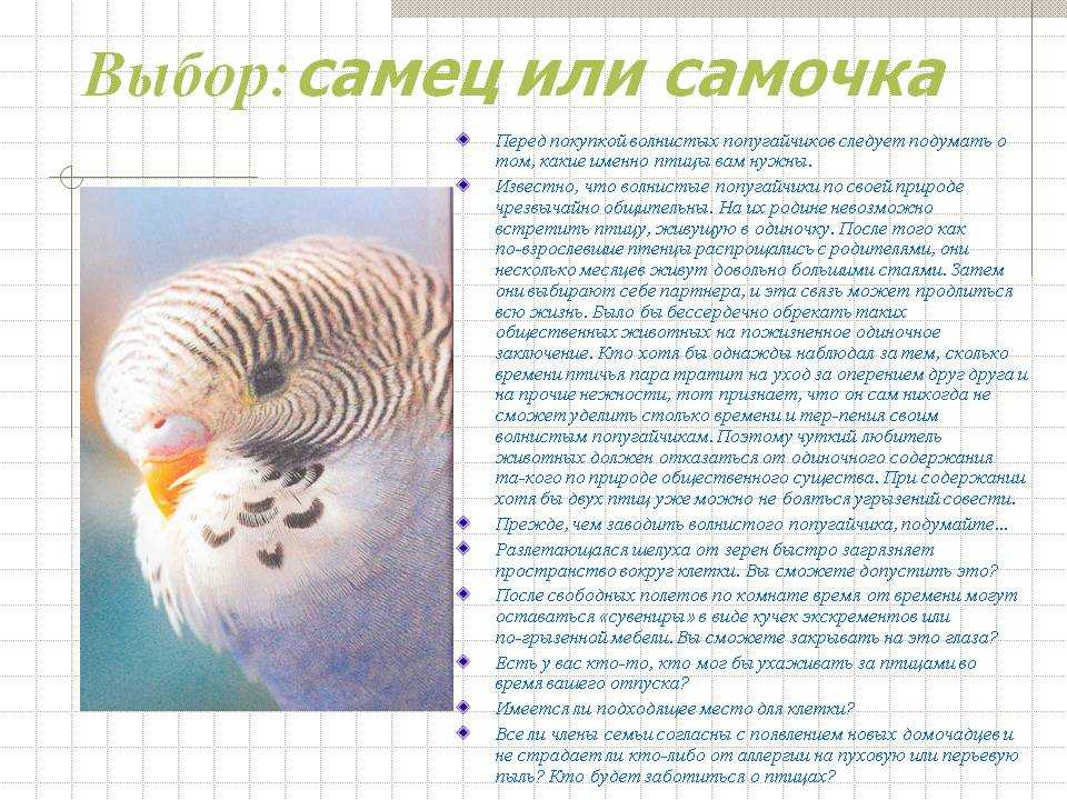 Сколько лет попугаю по человеческим меркам • artafish.ru
