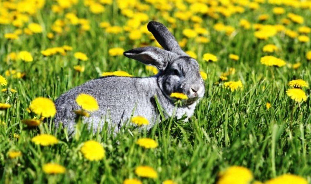 Одуванчики для кроликов: можно ли давать и как
одуванчики для кроликов: можно ли давать и как