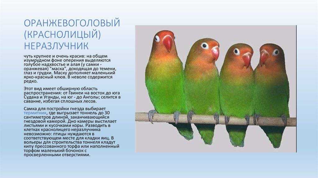 Как видят попугаи - какое зрение и различают ли цвета?