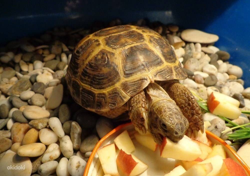 Сухопутная черепаха – как ухаживать и чем кормить в домашних условиях?