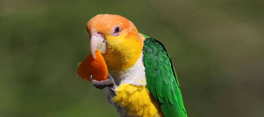 7 декоративных птичек, которые подойдут начинающим описание, особенности, фото — ботаничка