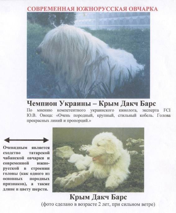 Южнорусская овчарка: стандарт породы, особенности ухода и содержания (+ фото) | ваши питомцы