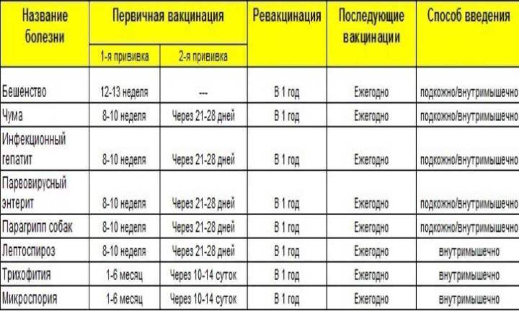 Можно ли собакам гулять после прививки