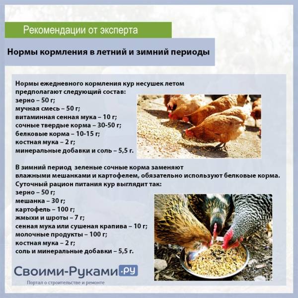 Можно ли завести дома сову?