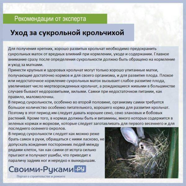 ᐉ крольчиха не подпускает крола - причины и решения - zooon.ru