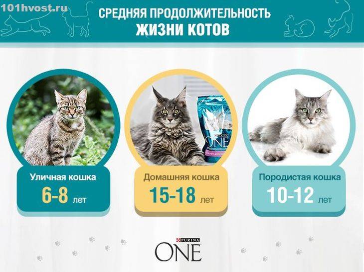Сколько живут коты: рейтинг котов долгожителей - gafki.ru
