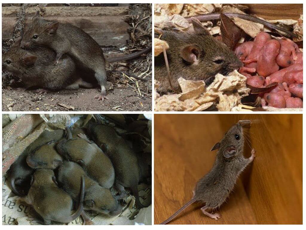 Сколько может родить мышь за 1 раз: как часто рожают мыши?