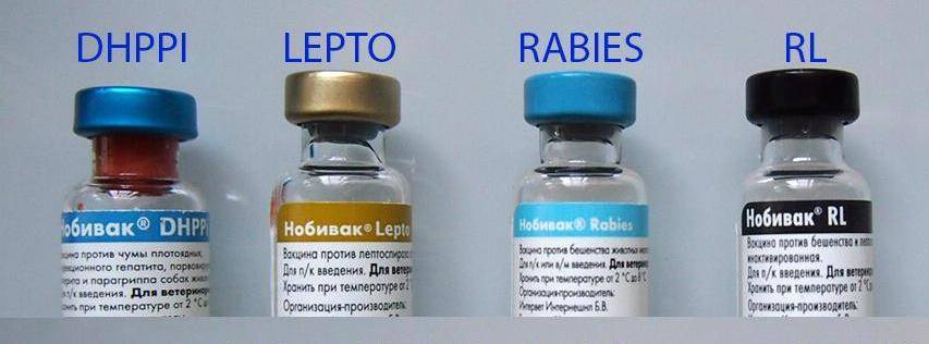Где вакцина нобивак. Вакцина Нобивак DHPPI И рабиес. Вакцина Нобивак DHPPI для собак. Нобивак DHPPI l4 Rabies. Нобивак комплекс с бешенством для собак.
