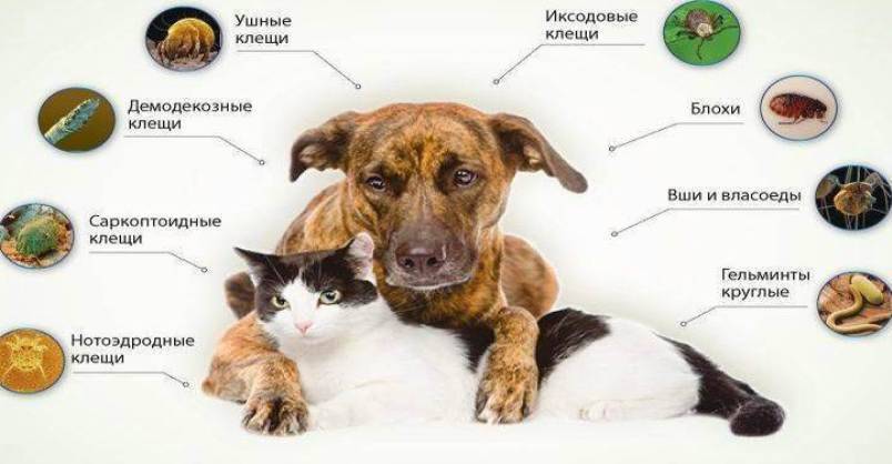 Опасны ли клещи для кошек и что делать при укусе