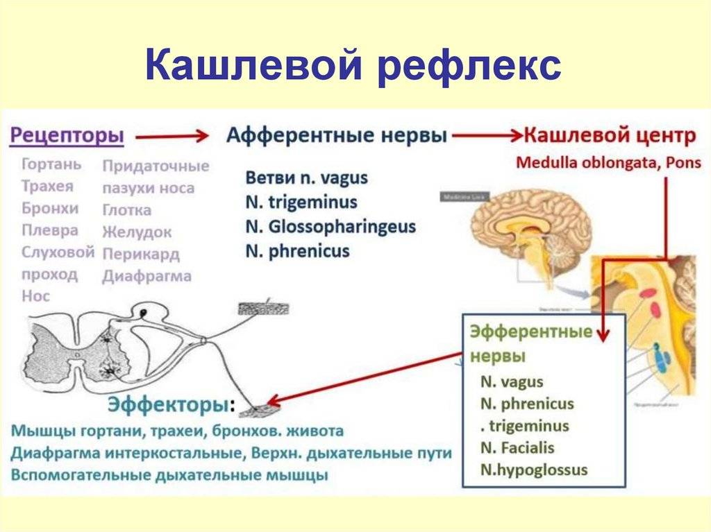 Кот чихает: причины и чем лечить – советы ветеринаров клиники питомец