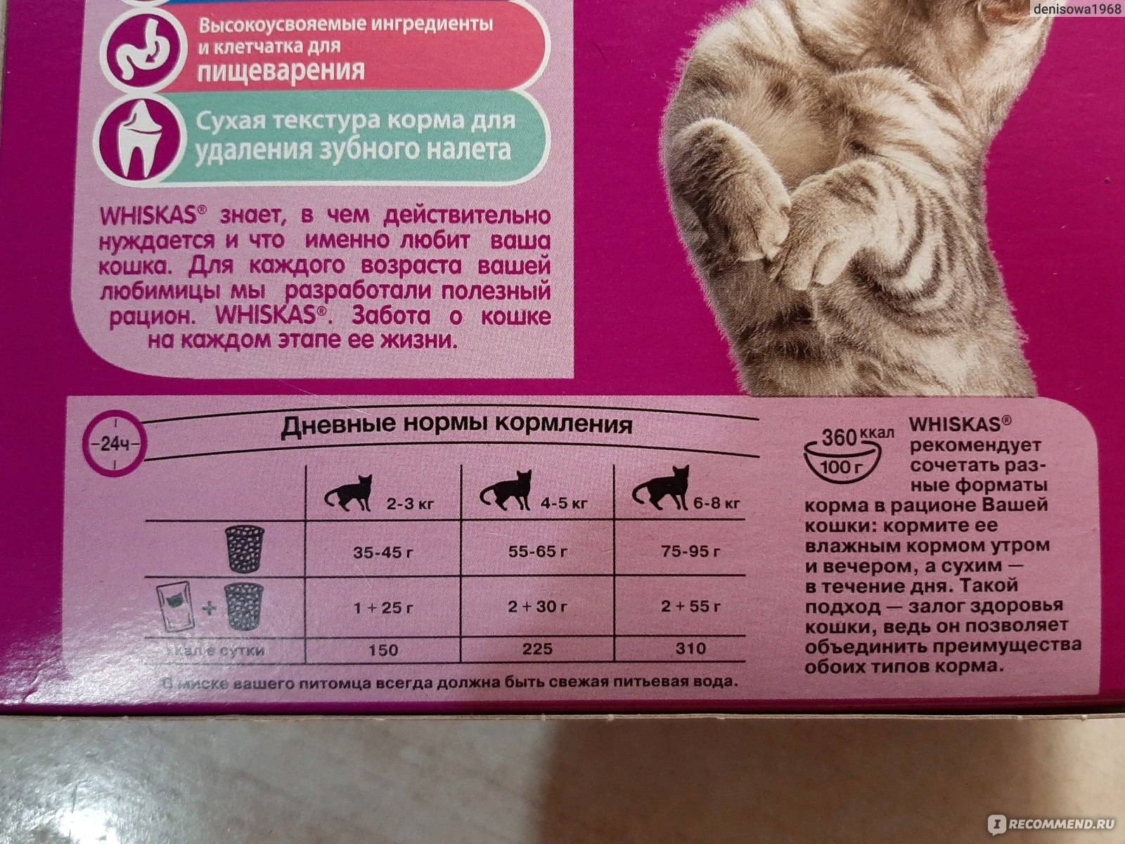 Кошка рвёт после еды: причины тошноты и лечение