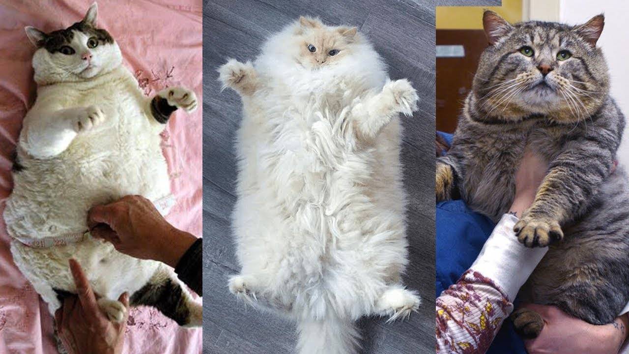 Избыточный вес и ожирение у собак и кошек  – статья о лечении животных ивц мва