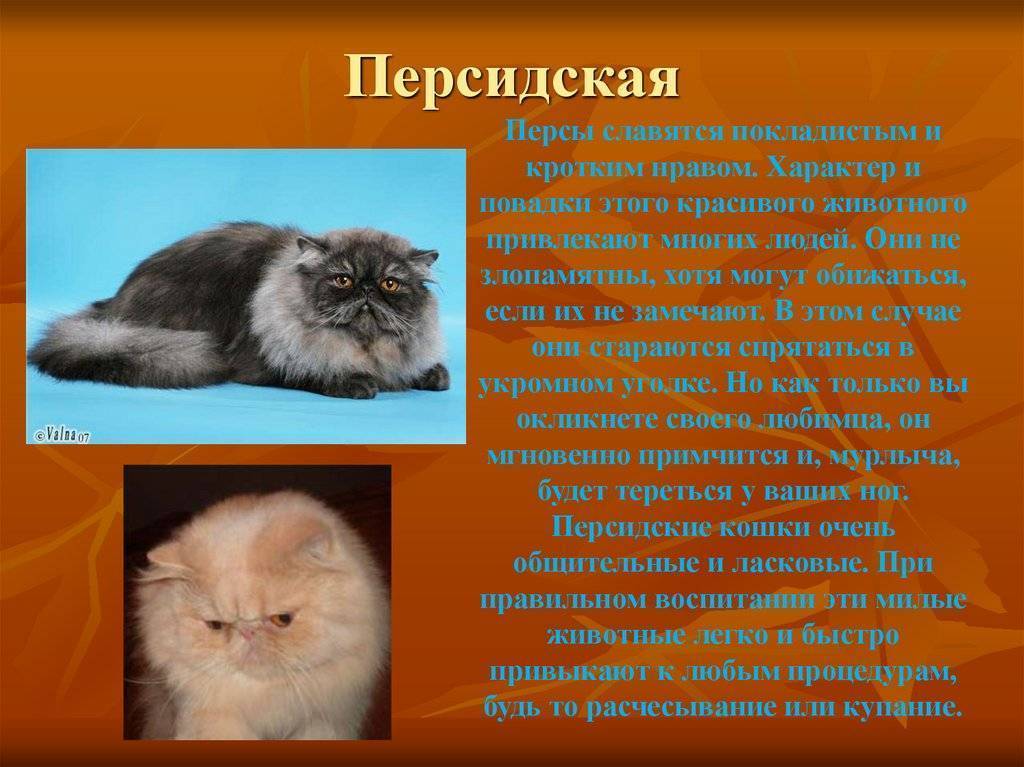 Персидский котенок