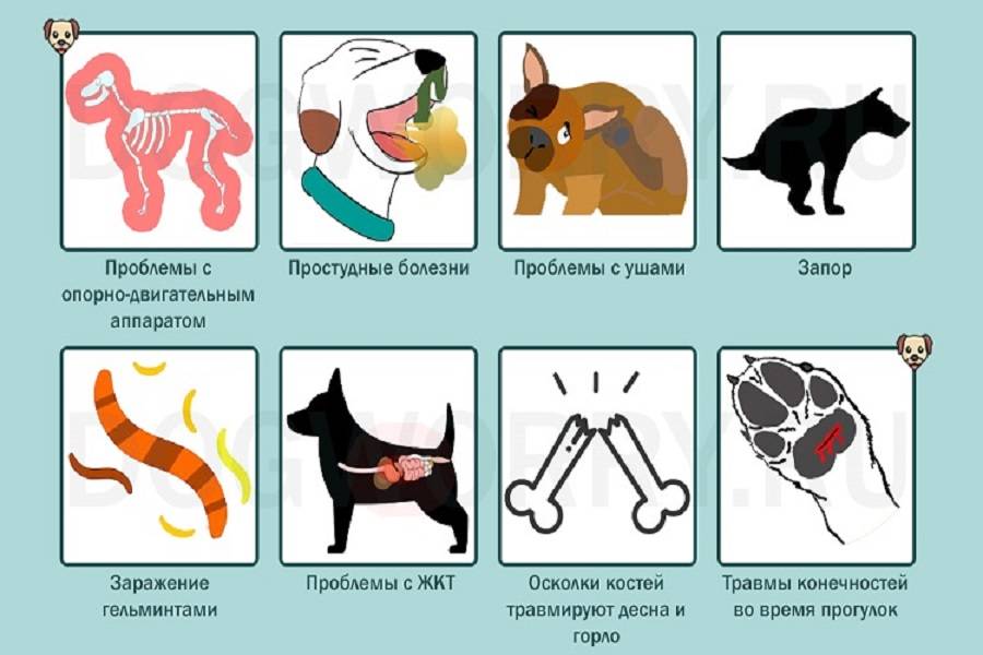 Щенок скулит — ночью или когда остается один, что делать