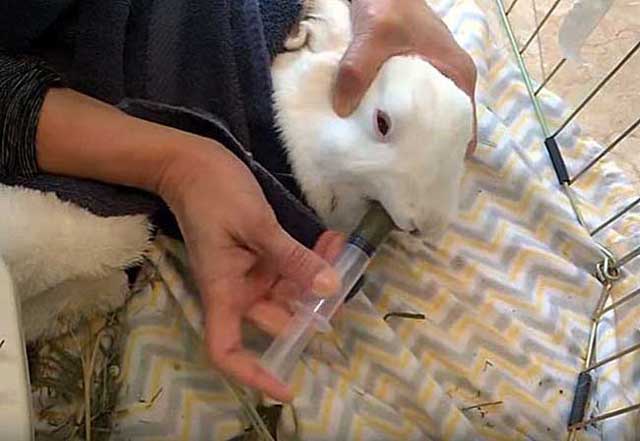 Понос у кролика – что делать, причины, лечение, профилактика