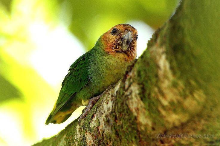 Маленькие попугаи: информация о видах
