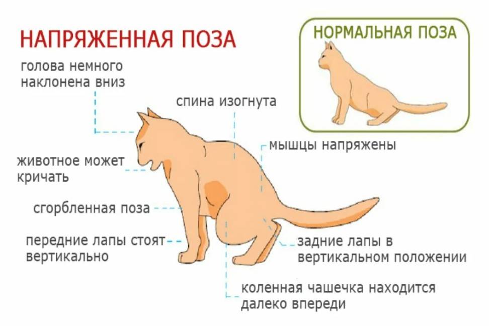 Как понять, что кот просит кошку: признаки половой охоты | звери дома