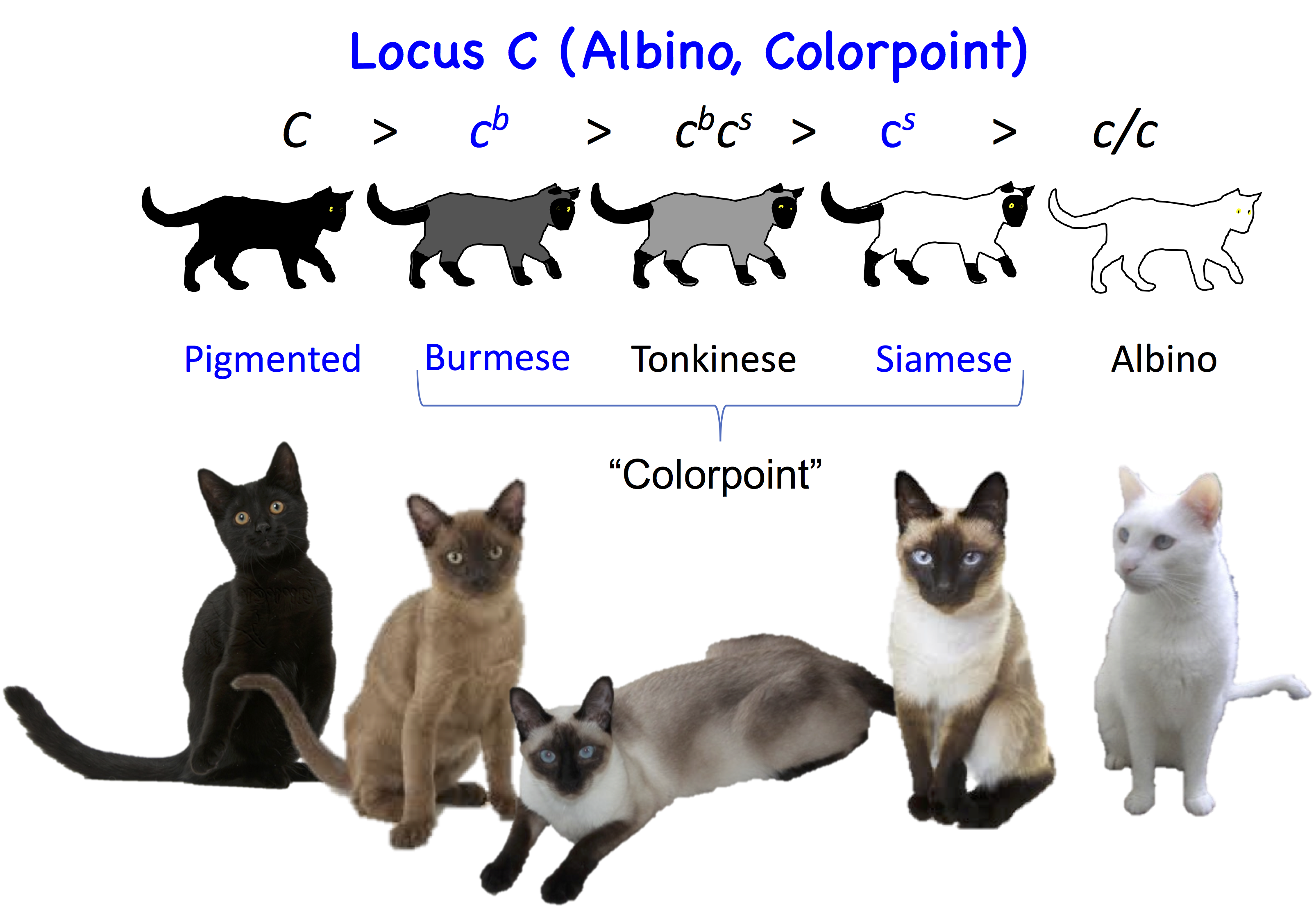 Генотип кошки. Генетика кошек. Генетика кошачьих окрасов. Генетика цвета кошек. Типы окрасов кошек