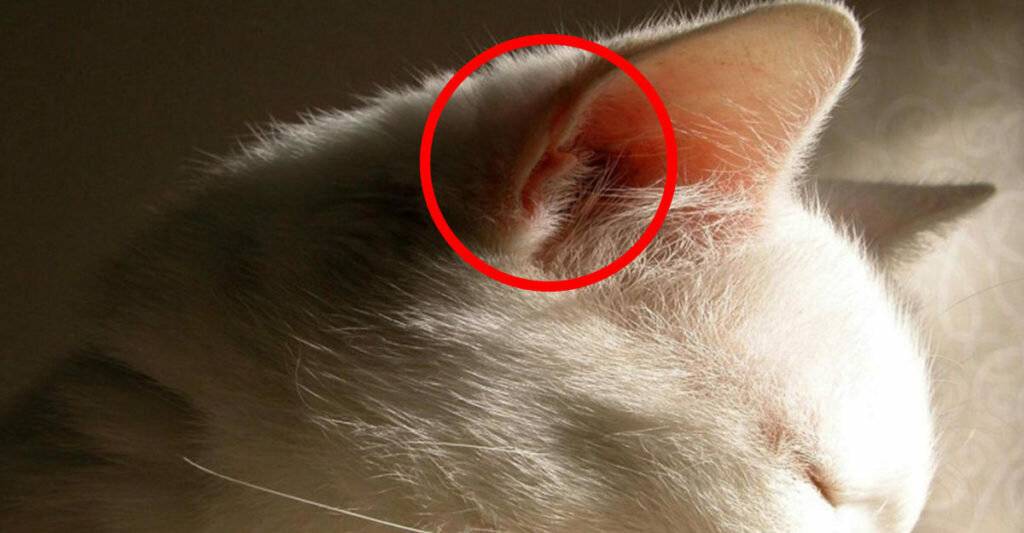 Кот расчесывает ухо: почему и как лечить?