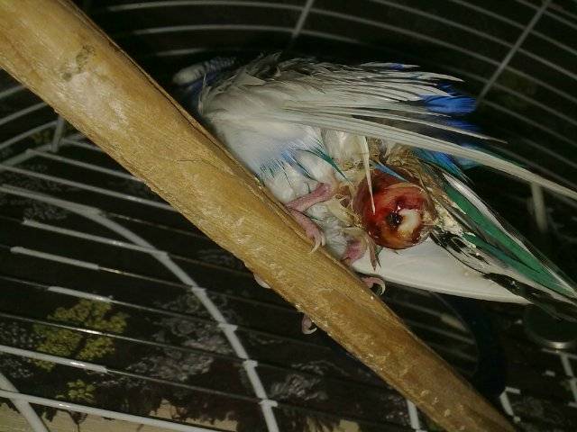 Как размножаются попугаи - все о высиживании и вылуплении птенцов