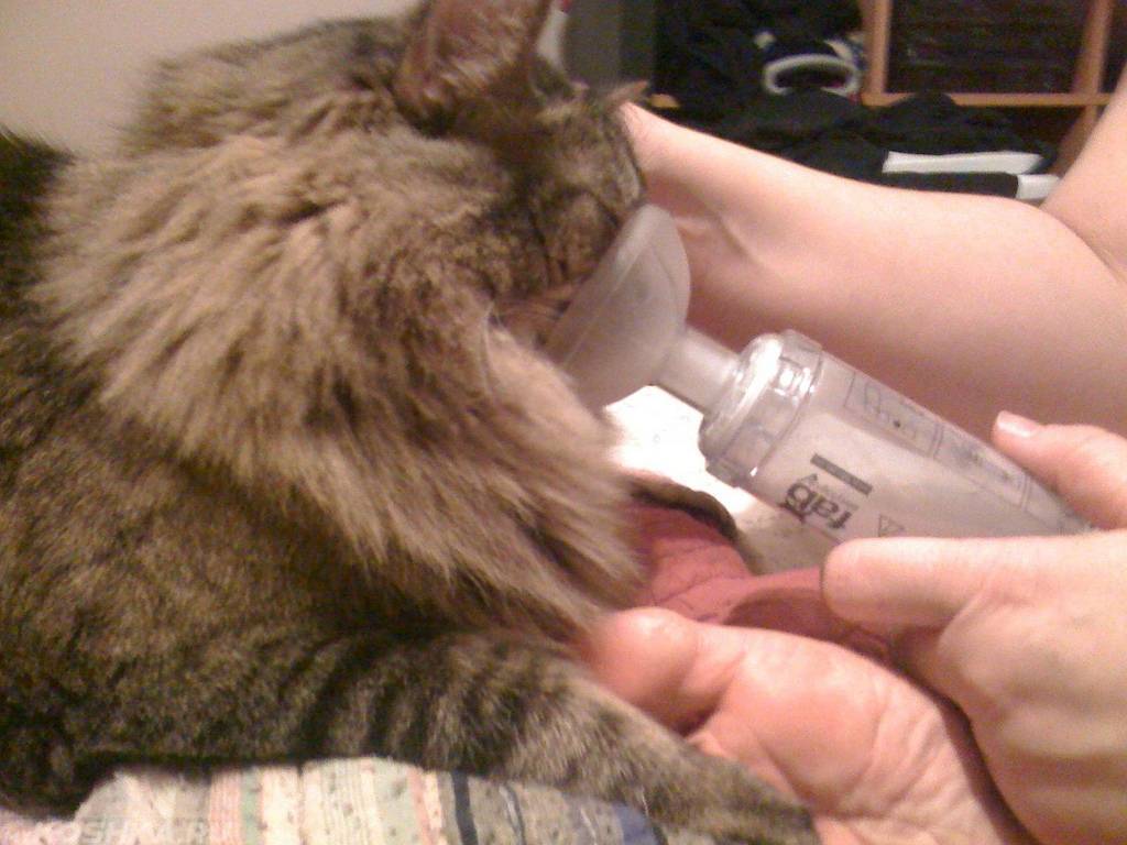 Кошка чихает и текут сопли: чем лечить?