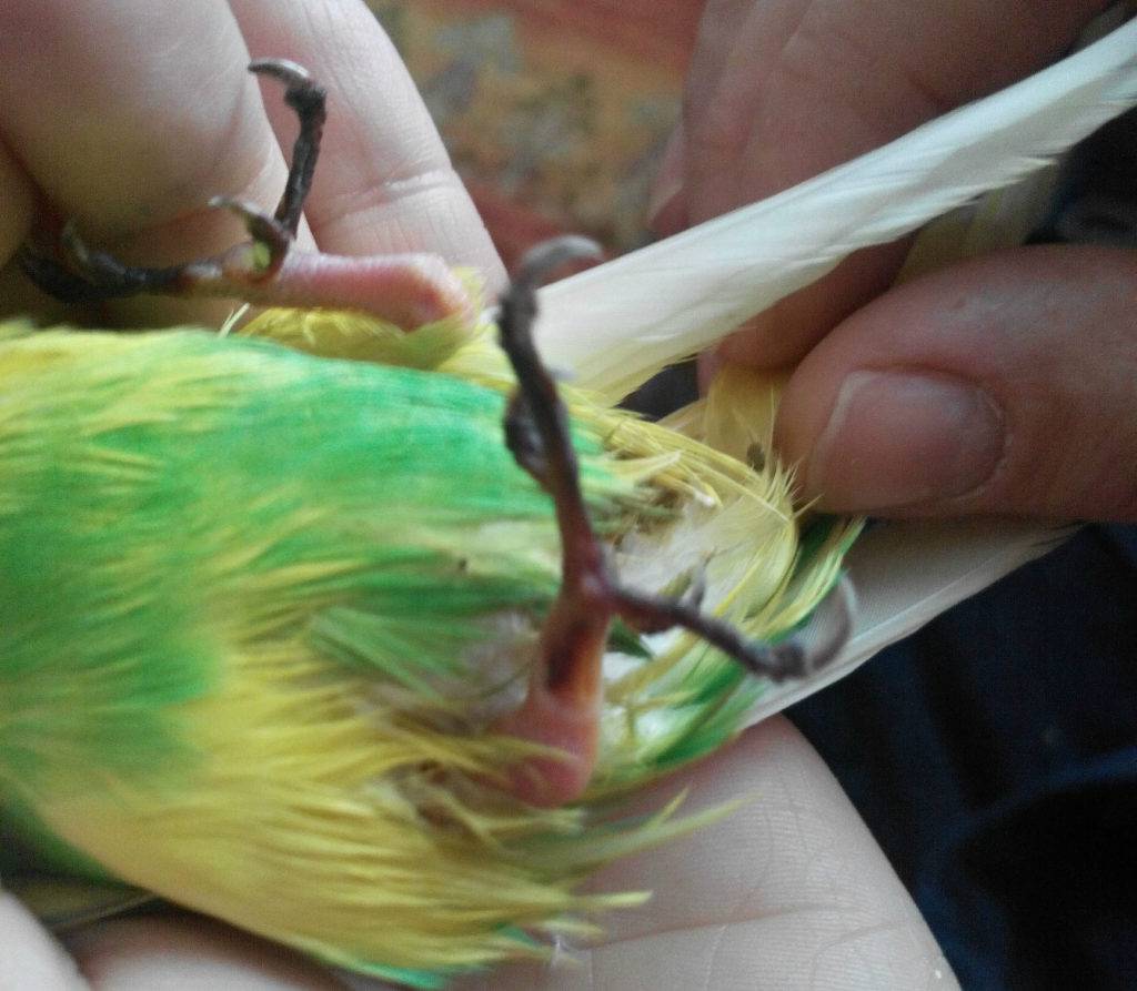 Причины деформации лап у волнистых попугаев