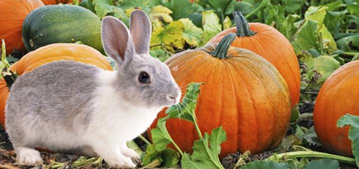 Можно ли кормить кроликов тыквой и ее ботвой, в каких количествах