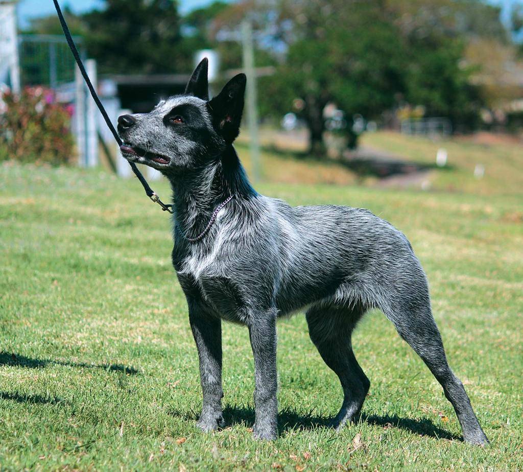 Австралийская пастушья собака | описание, характер, уход. питание |for-pet