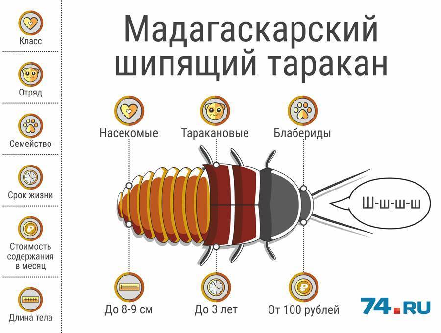 Мадагаскарский таракан – неприхотливая экзотика в вашей квартире